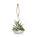 Hanging Terrarium with Artificial Succulent