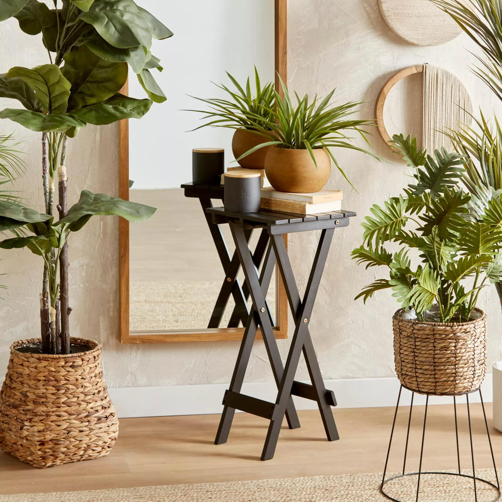 Large Ficus in Rattan Pot