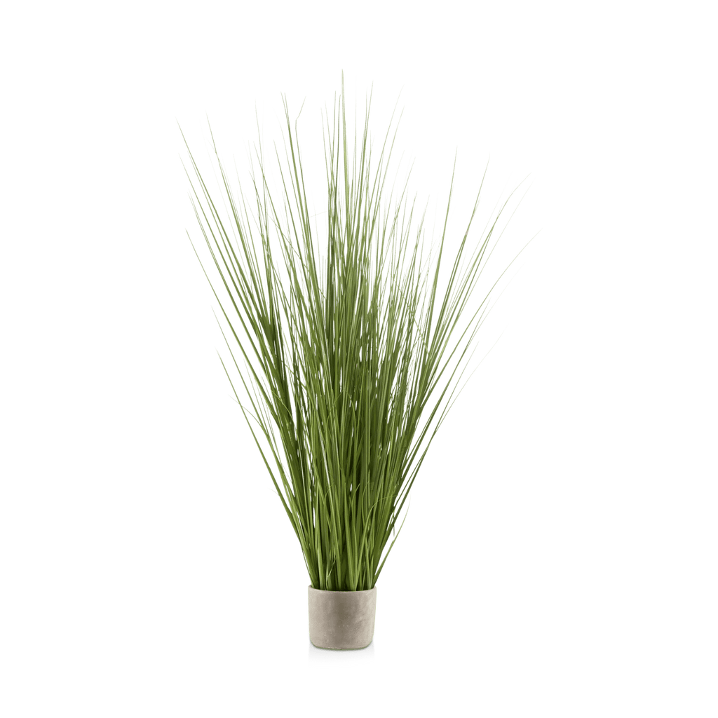 Tall Grass in Cement Pot