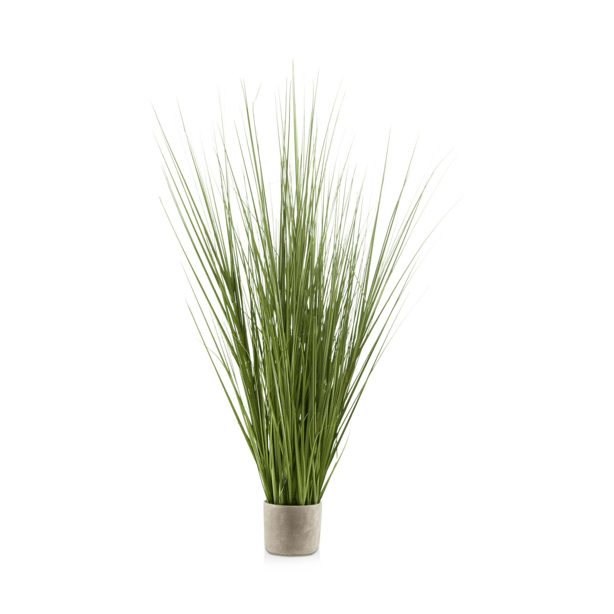 Tall Grass in Cement Pot