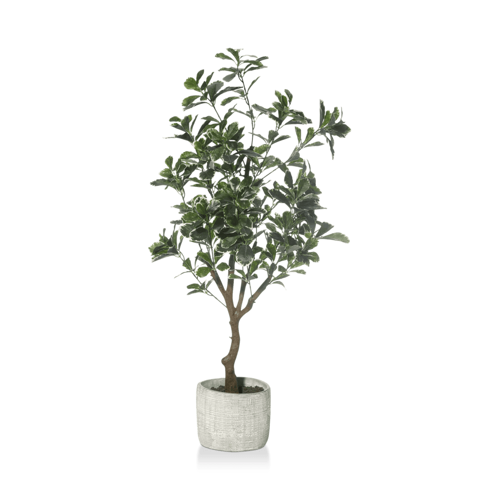 Large Artificial Aralia Tree