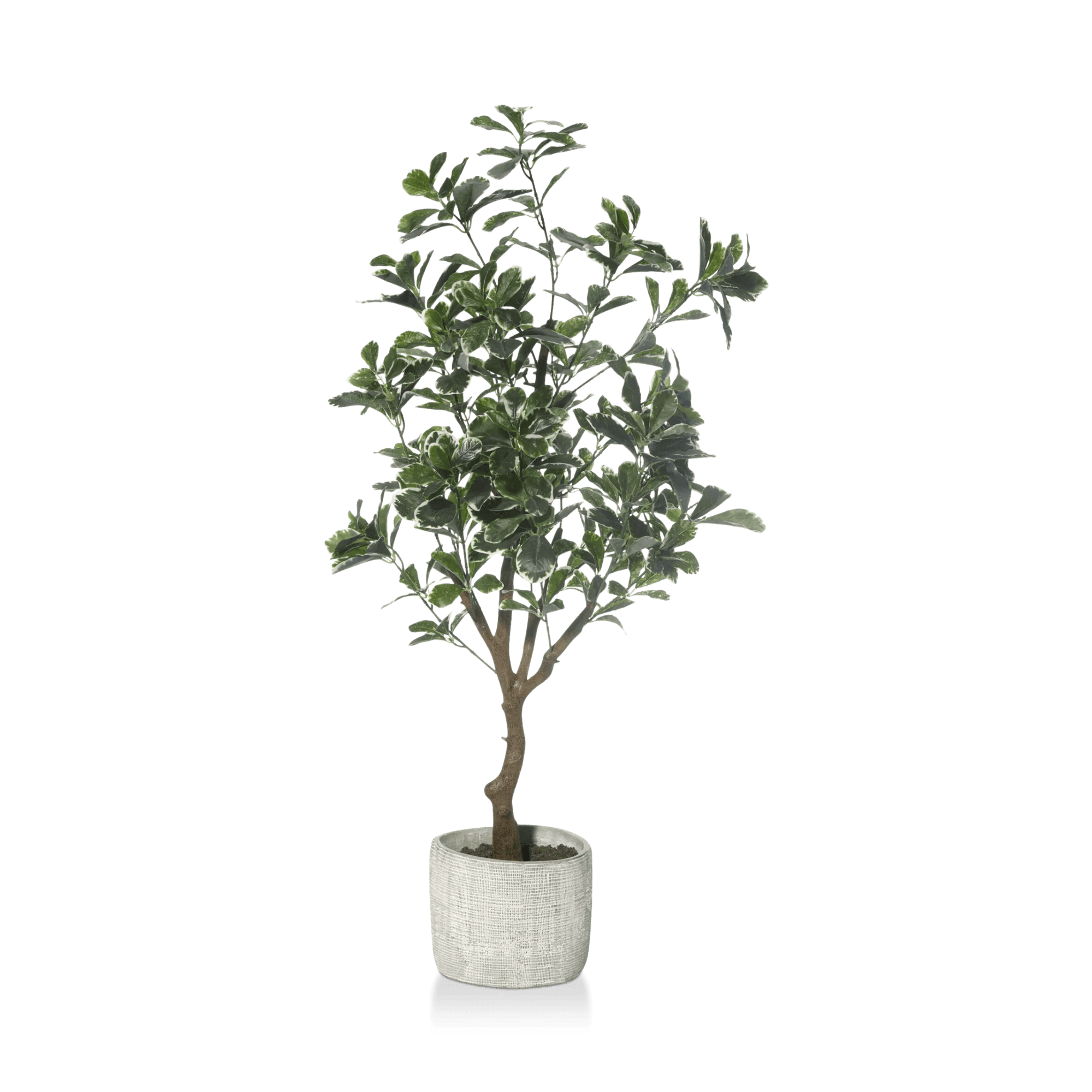 Large Artificial Aralia Tree