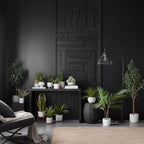 Large Artificial Aralia Tree