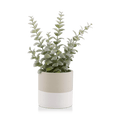 Apple Succulent in Two-Toned Ceramic Pot