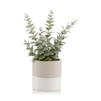 Apple Succulent in Two-Toned Ceramic Pot