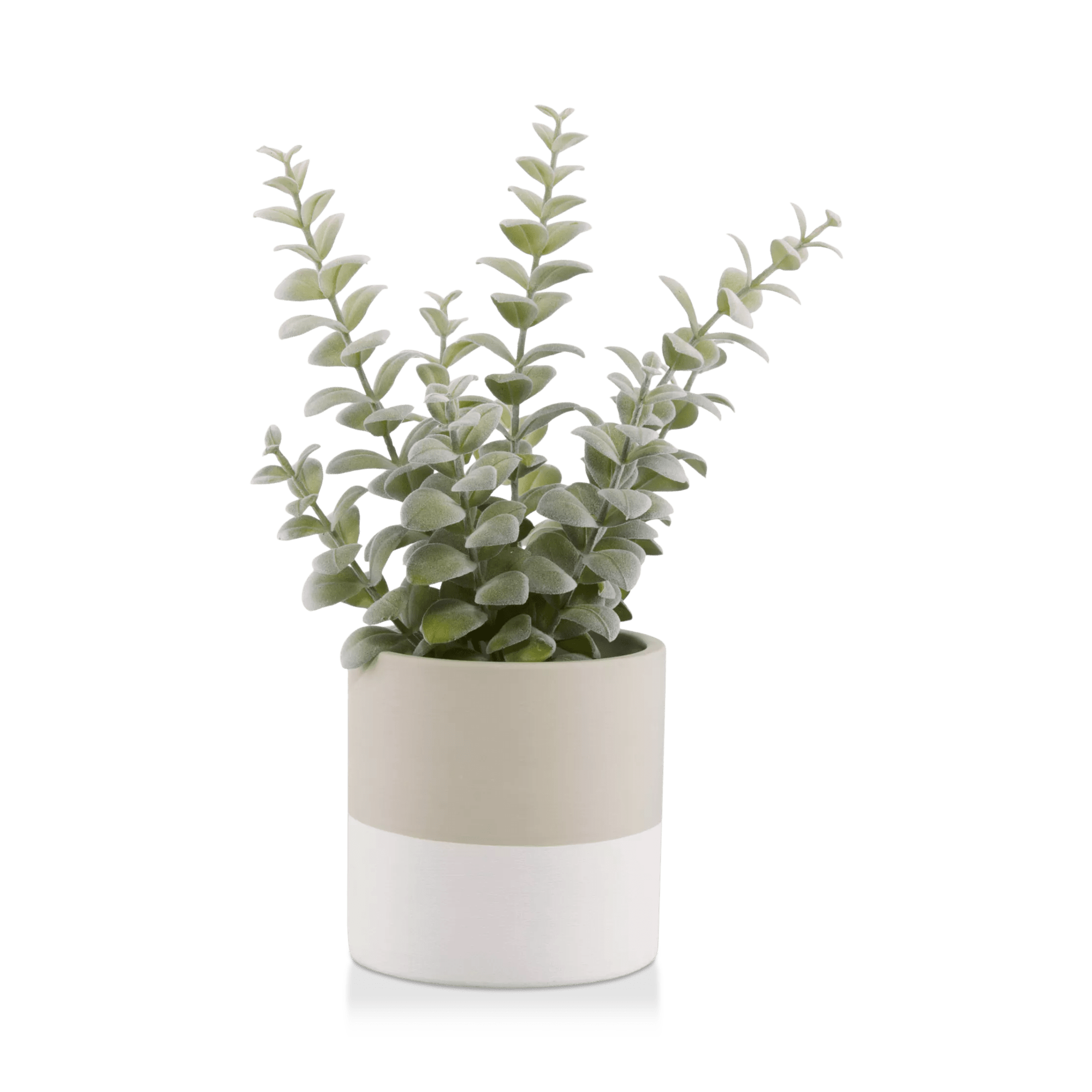 Apple Succulent in Two-Toned Ceramic Pot