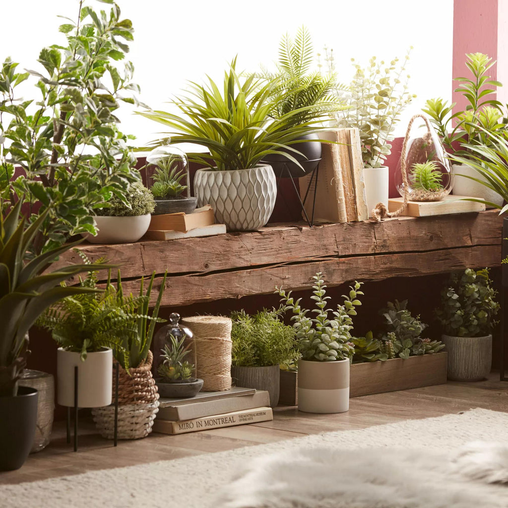 Apple Succulent in Two-Toned Ceramic Pot