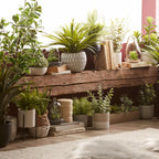 Apple Succulent in Two-Toned Ceramic Pot