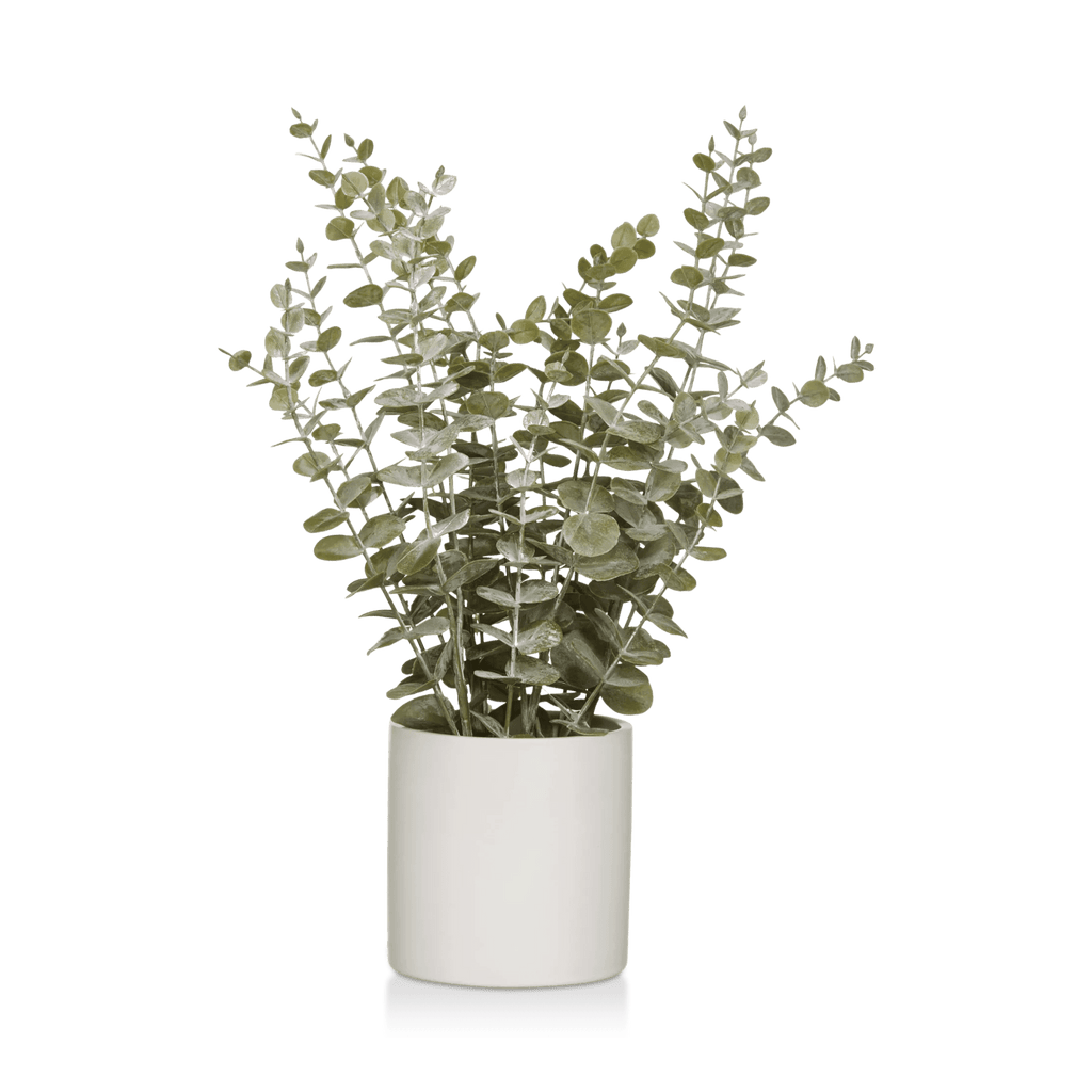 Eucalyptus in Ceramic Pot