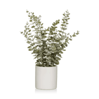Eucalyptus in Ceramic Pot