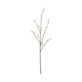 Pussy Willow Stem