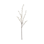Pussy Willow Stem