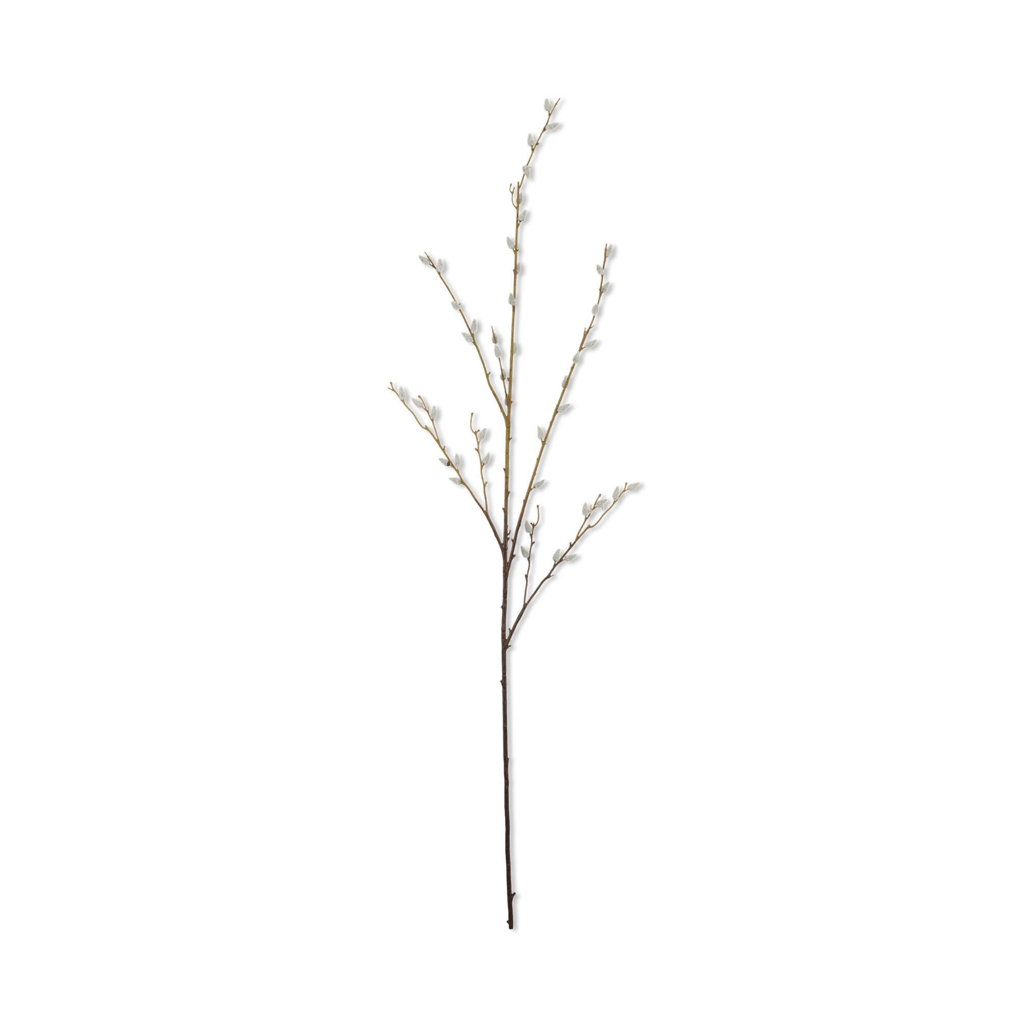 Pussy Willow Stem