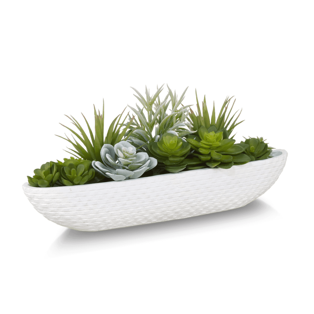 Succulents in Cement Tray