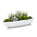 Succulents in Cement Tray