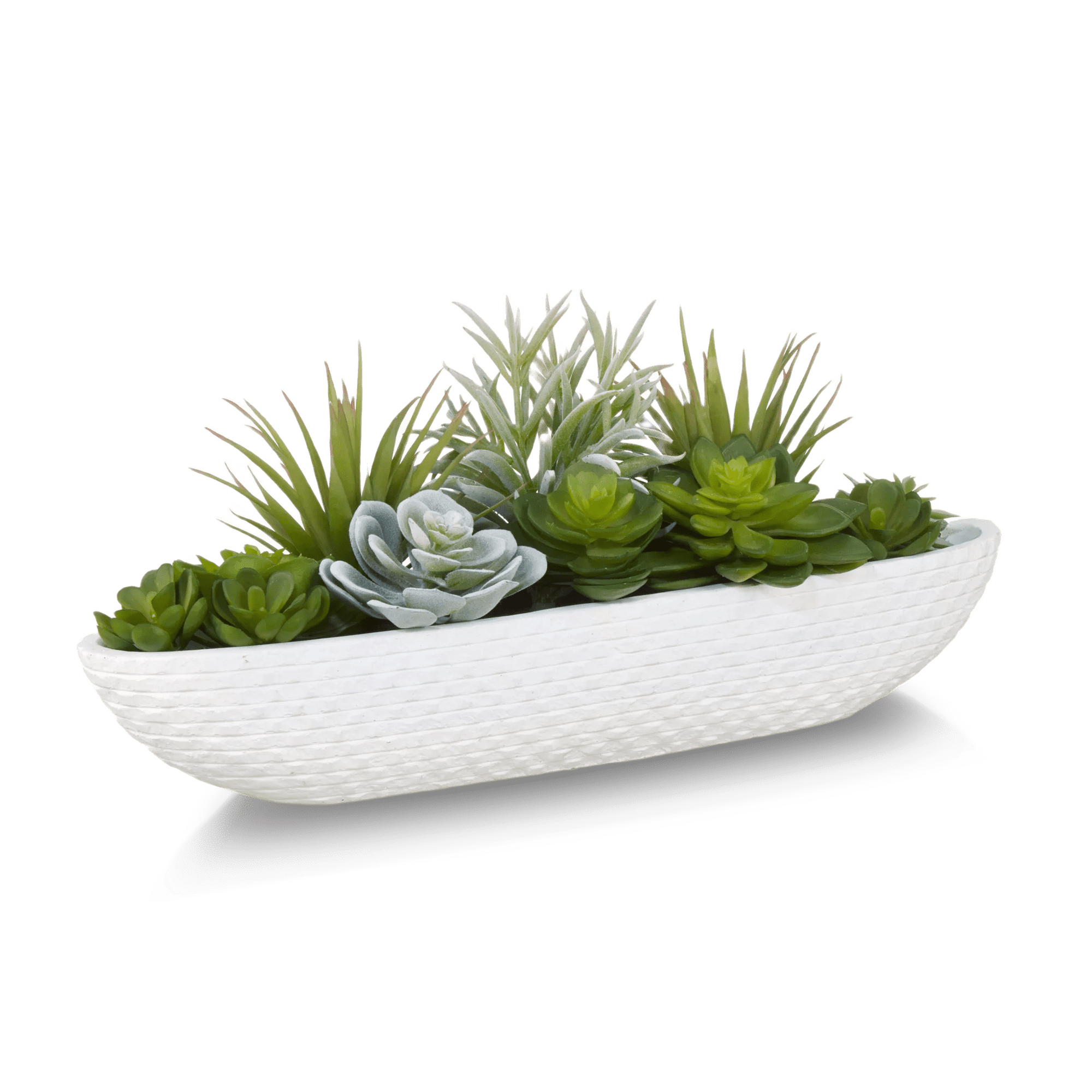 Succulents in Cement Tray