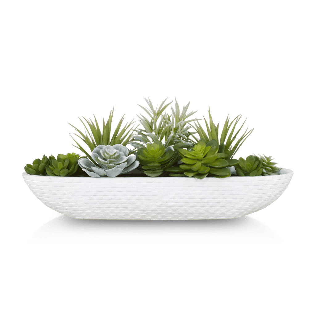 Succulents in Cement Tray
