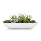 Succulents in Cement Tray