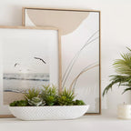 Succulents in Cement Tray