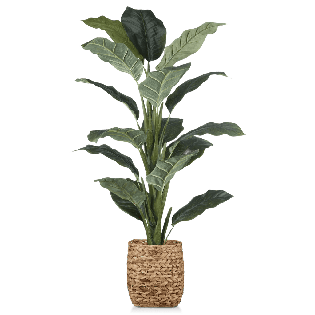 Large Ficus in Rattan Pot