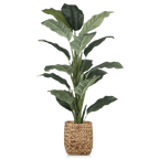 Large Ficus in Rattan Pot