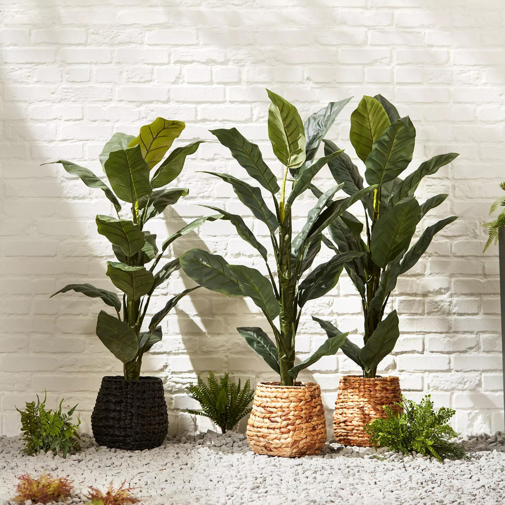 Large Ficus in Rattan Pot