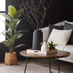 Large Ficus in Rattan Pot