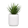 Ceramic Potted Tropical Plant