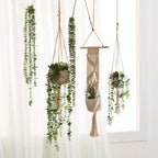 Hanging Eucalyptus