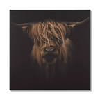 Scottish Highland Cattle Framed Printed Canvas