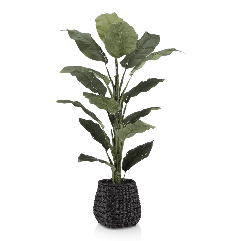 Large  Ficus in Black Rattan Pot