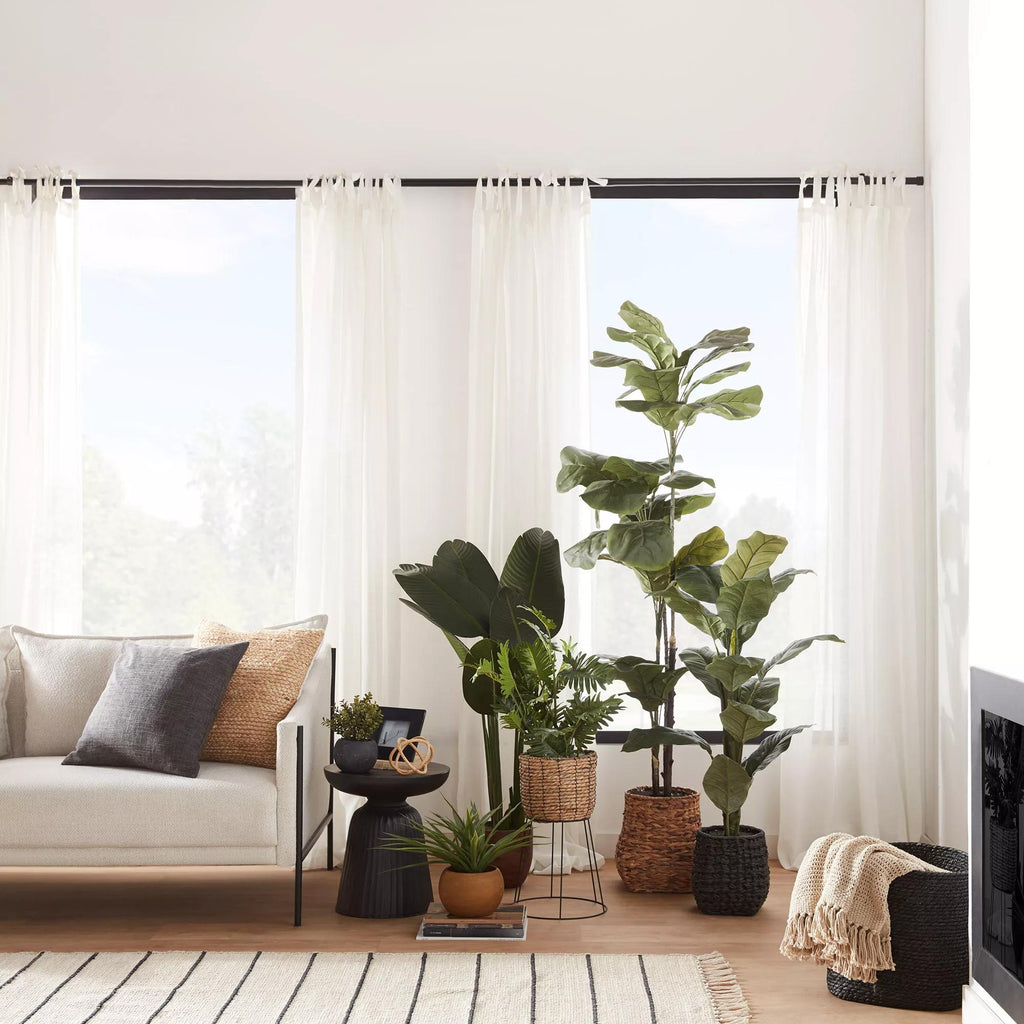 Large  Ficus in Black Rattan Pot