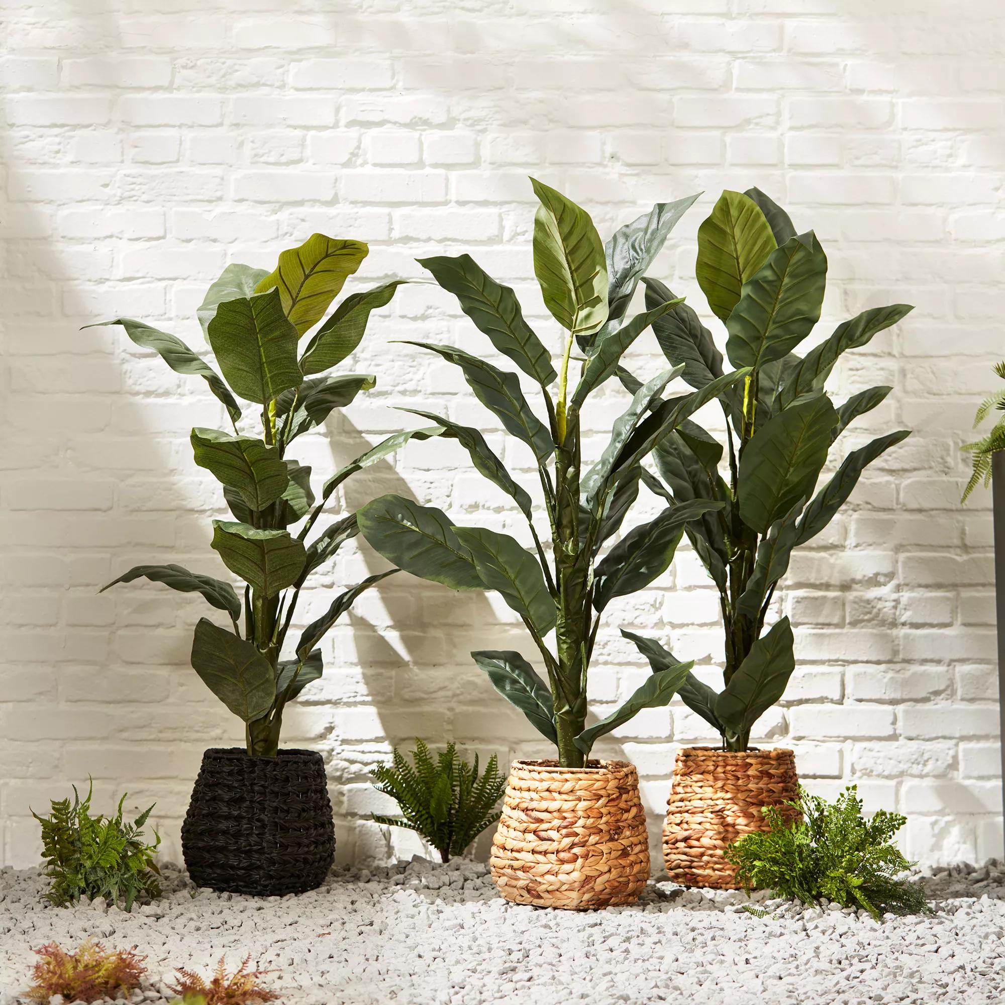 Large  Ficus in Black Rattan Pot