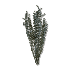 Dried Eucalyptus Bouquet
