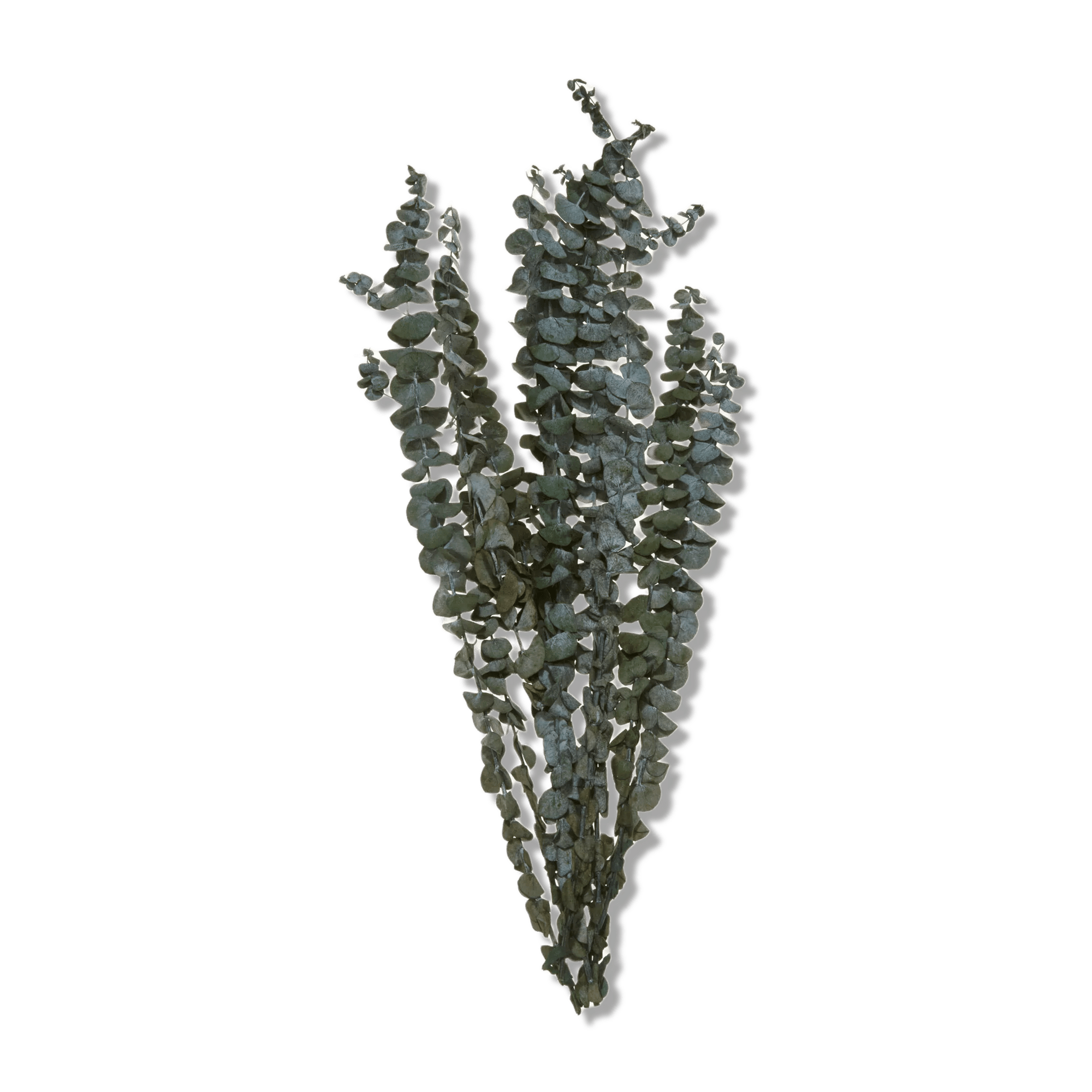 Dried Eucalyptus Bouquet