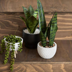 Faux Rattan Ceramic Pot with Artificial Plant