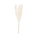 Tall Pampas Stem 150 cm