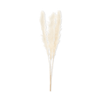 Tall Pampas Stem 150 cm