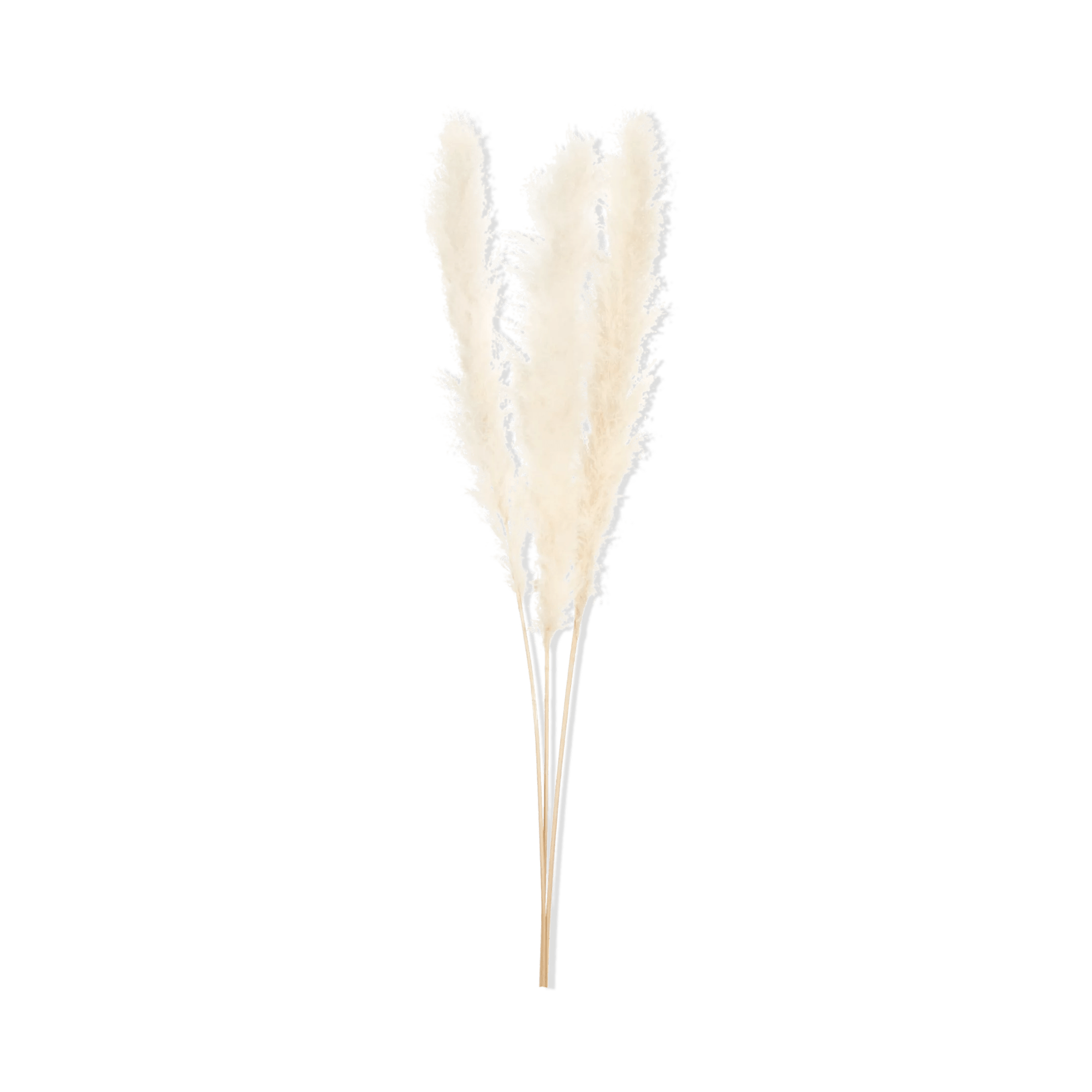 Tall Pampas Stem 150 cm
