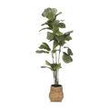 Large Fiddle-Leaf Fig Potted Floor Plant