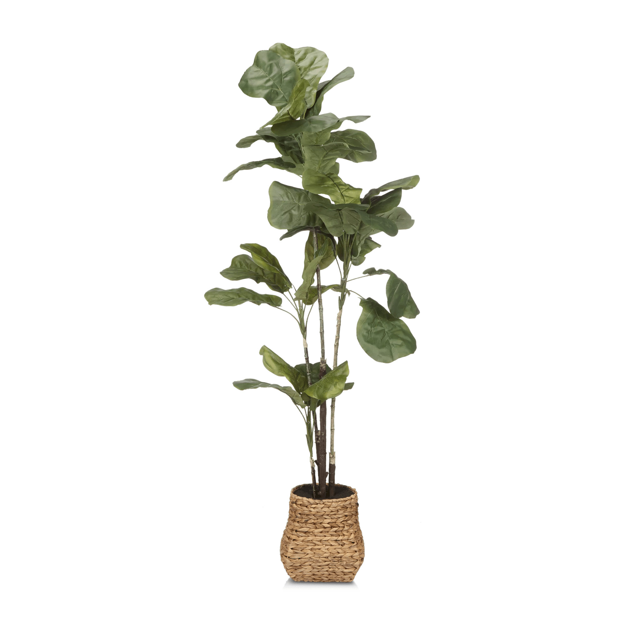 Large Fiddle-Leaf Fig Potted Floor Plant