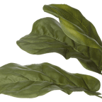 Large Fiddle-Leaf Fig Potted Floor Plant