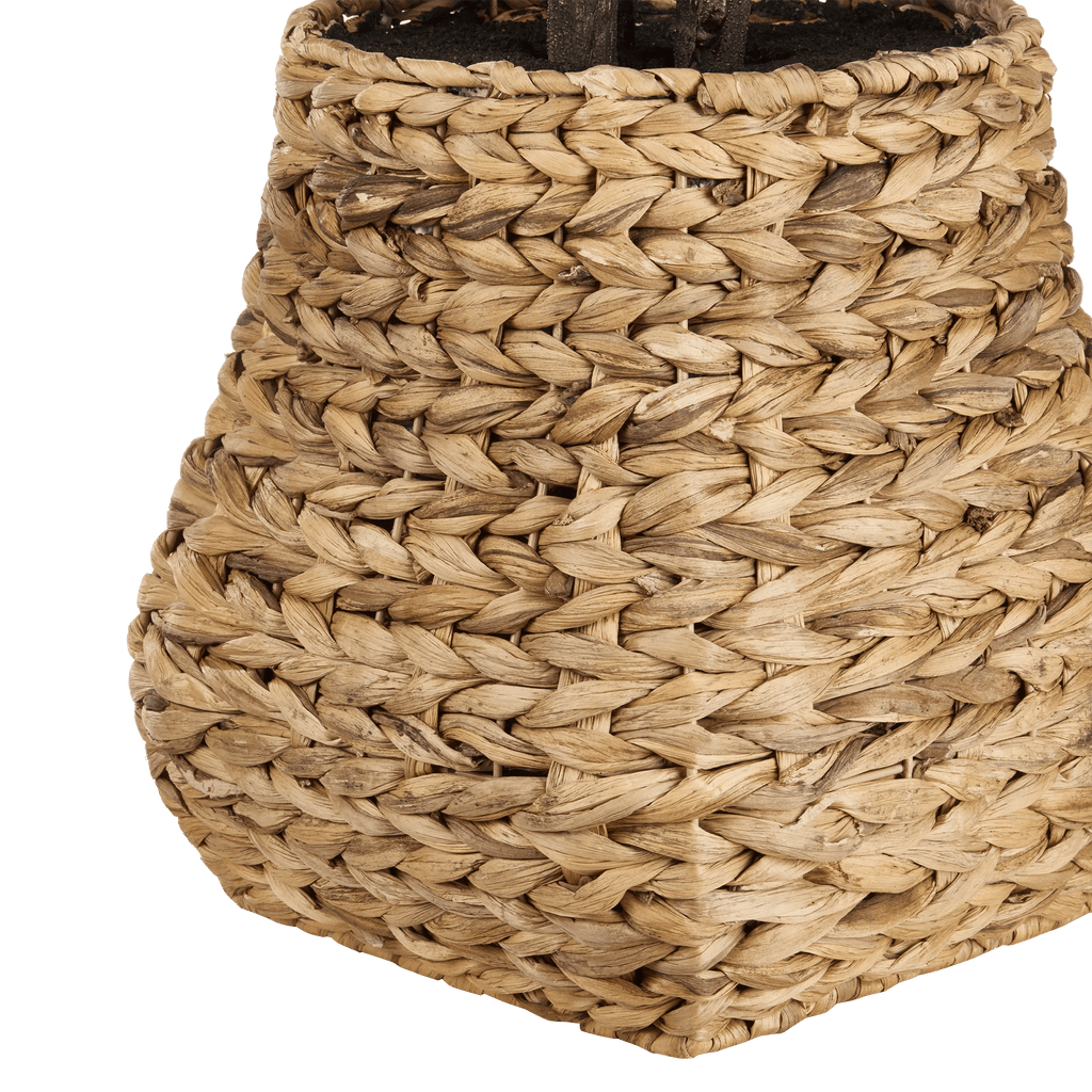 Large Fiddle-Leaf Fig Potted Floor Plant