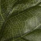 Large Fiddle-Leaf Fig Potted Floor Plant