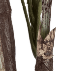 Large Fiddle-Leaf Fig Potted Floor Plant