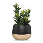 Artificial Plant in Colour-Block Pot