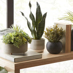 Mixed Artificial Agave in Cement Planter