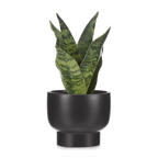 Artificial Plant in Black Matte Ceramic Pot