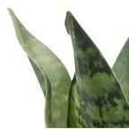 Artificial Plant in Black Matte Ceramic Pot