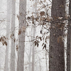 Fall Passage Printed Canvas